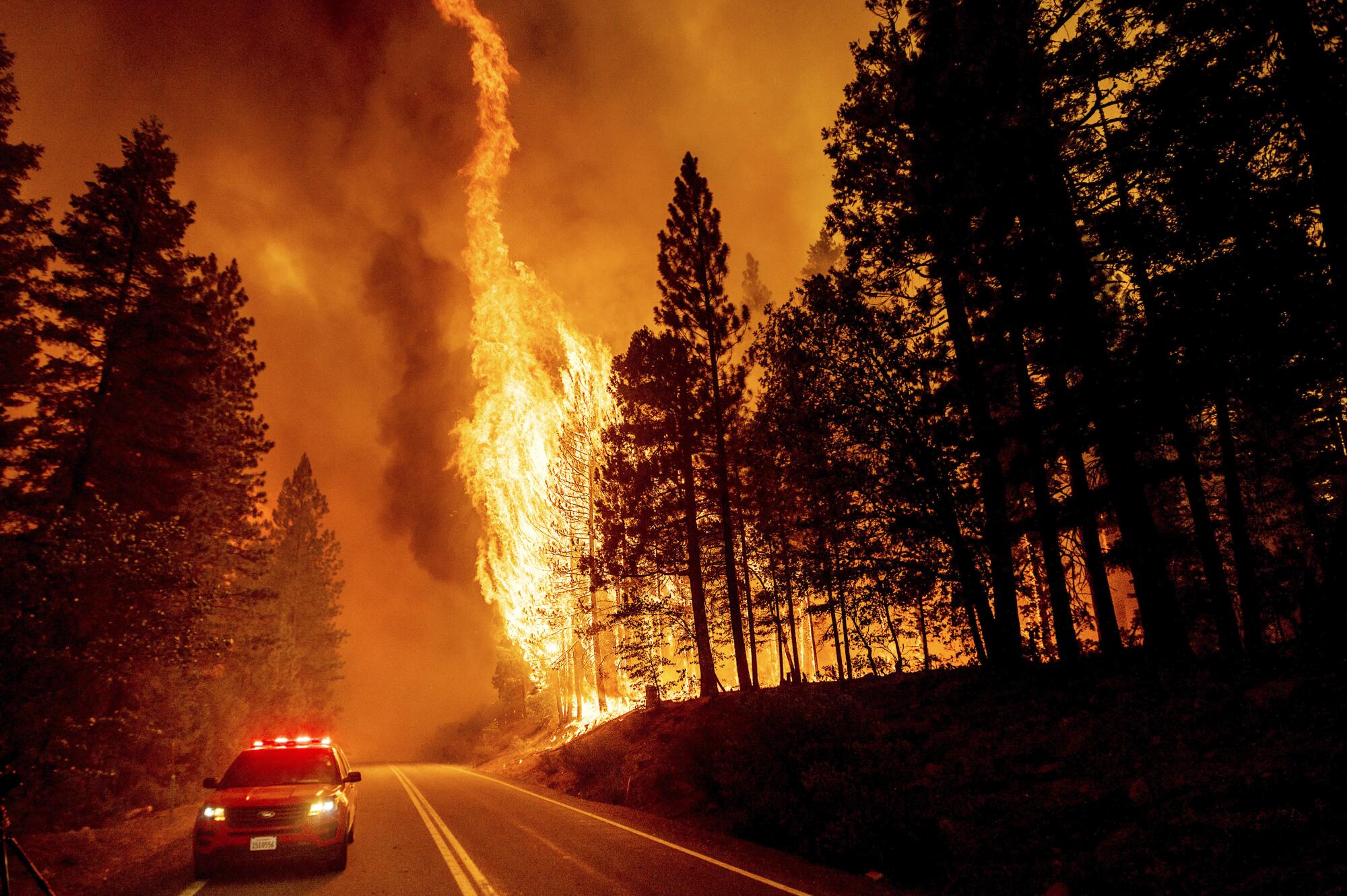 Flames leap from trees near an emergency vehicle on a two-lane road.