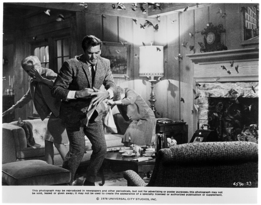 Rod Taylor Dies At 84 Star Of Hitchcocks The Birds Los Angeles Times 5545