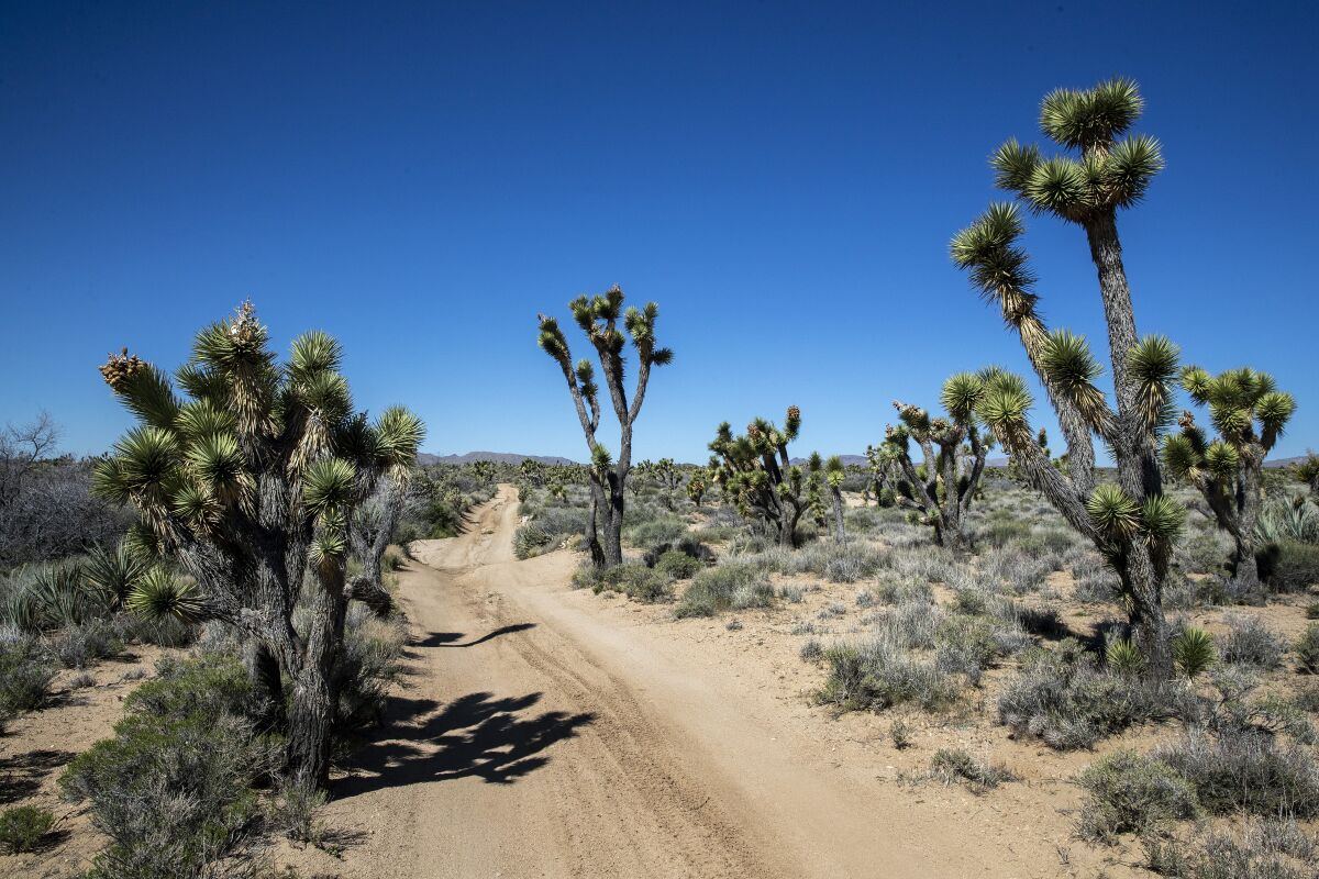  Joshua trees line the the historic Mojave Road in the Mojave National Preserve.