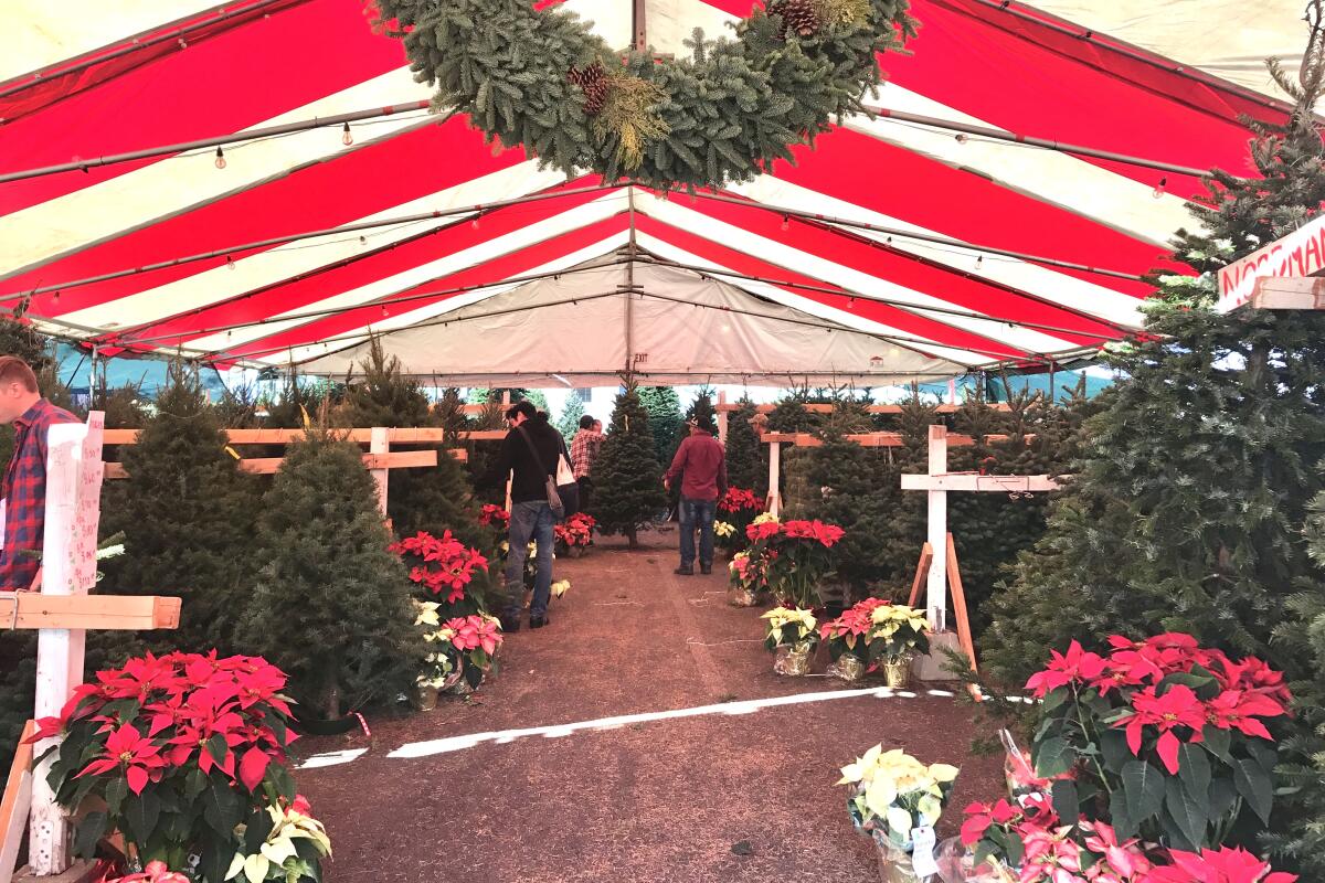 Rows of Christmas trees on display under a red-and-white-striped tent