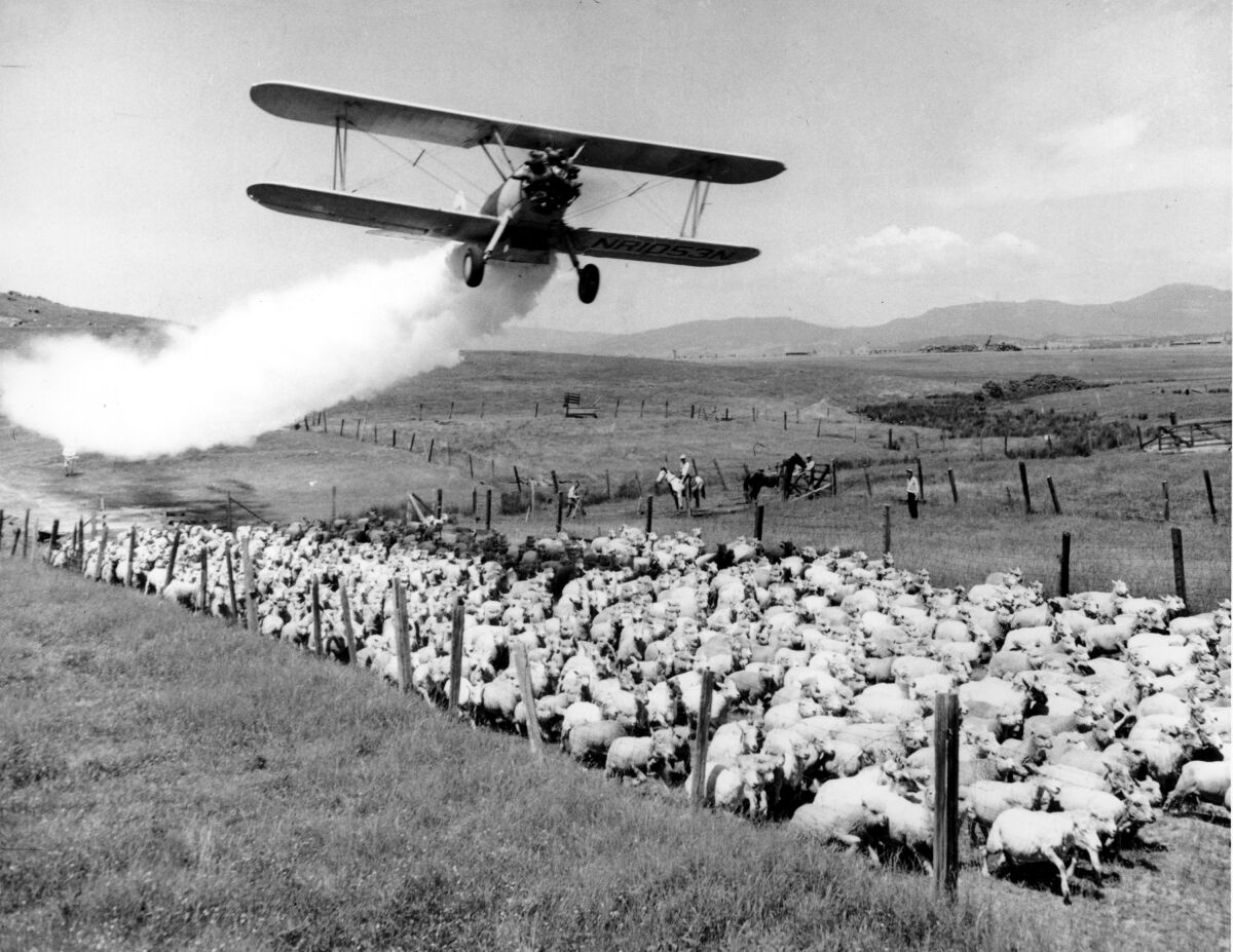 A plane dusts DDT powder on a flock of sheep in Medford, Ore., in 1948. DDT was once considered a wonder pesticide.