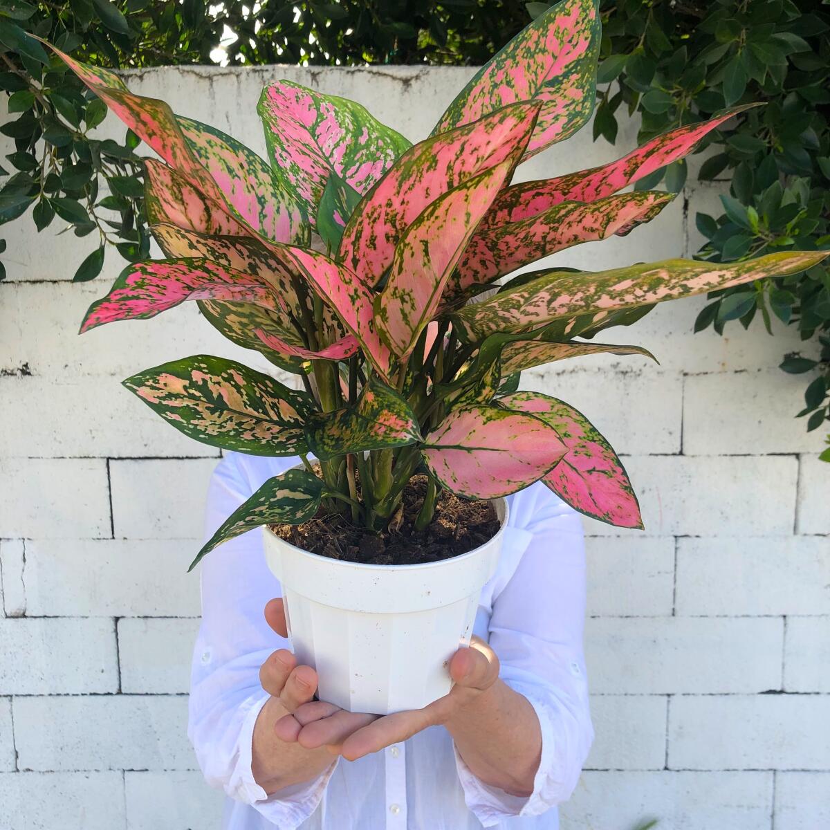 Aglaonema ‘pink splash’ (Chinese Evergreen).