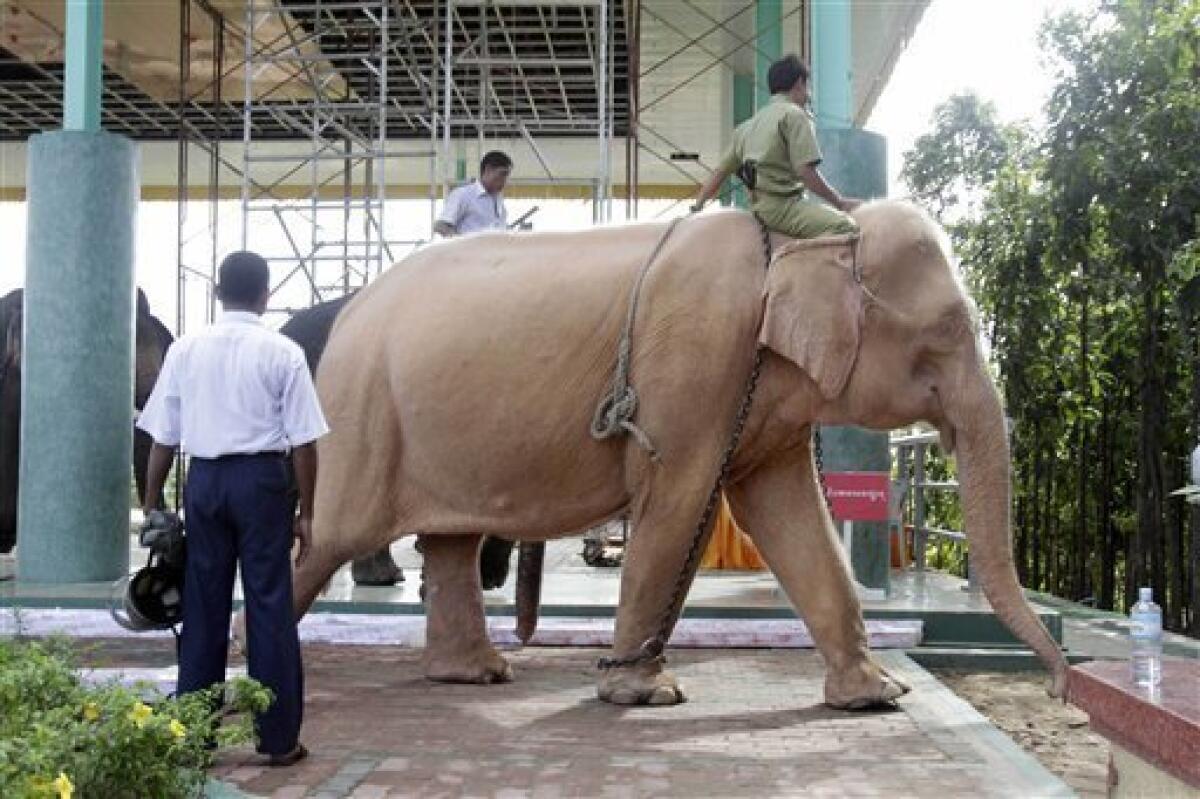 Myanmar junta claims white elephant as good omen, legitimacy for its rule -  World News