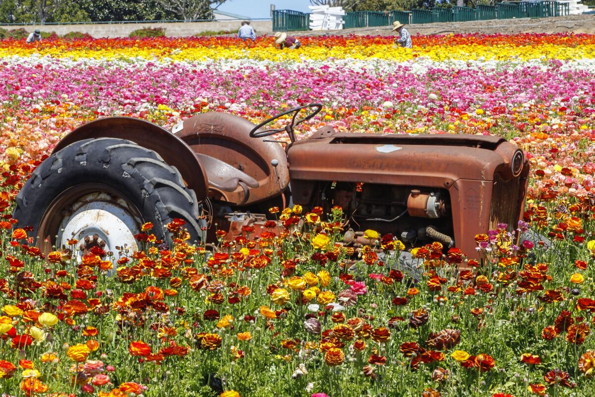 This vintage tractor, which is meant to use as a prop in photos, will sit unused this year because The Flower Fields farm is closed to the public on April 16, 2020 in Carlsbad, California. The fields are in full bloom but the popular springtime attraction is closed to the public due to the Coronavirus COVID-19 pandemic. Workers (background) are still cutting flowers which will be sold.