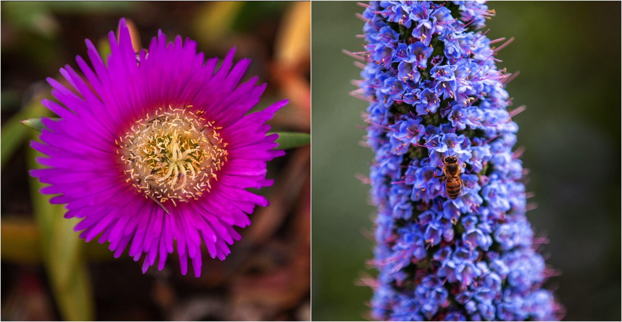 Flowers bloom in Redondo Beach.