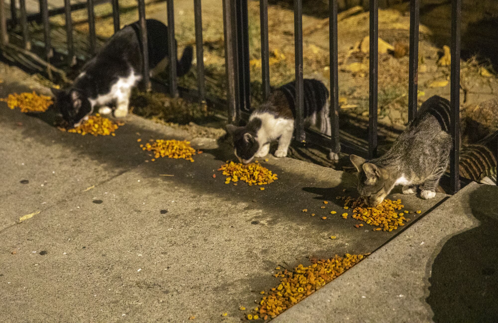 Stray cats eat dry cat food placed there by Augustine Hurtado in South Los Angeles.