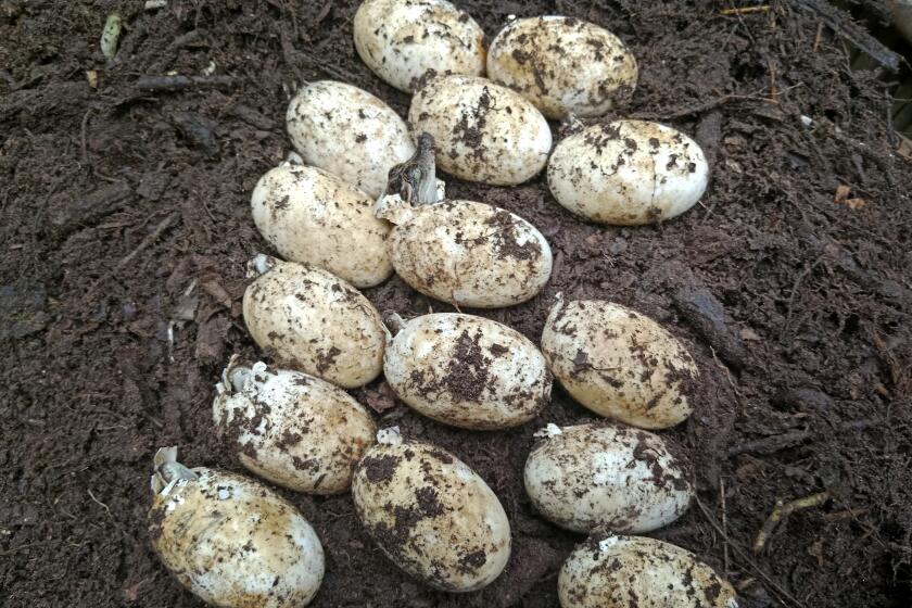 Huevos de una rara especie de cocodrilo siamés, incubados en el Parque Nacional Cardamom en junio de 2024. (Bros Pov/Fauna & Flora vía AP)