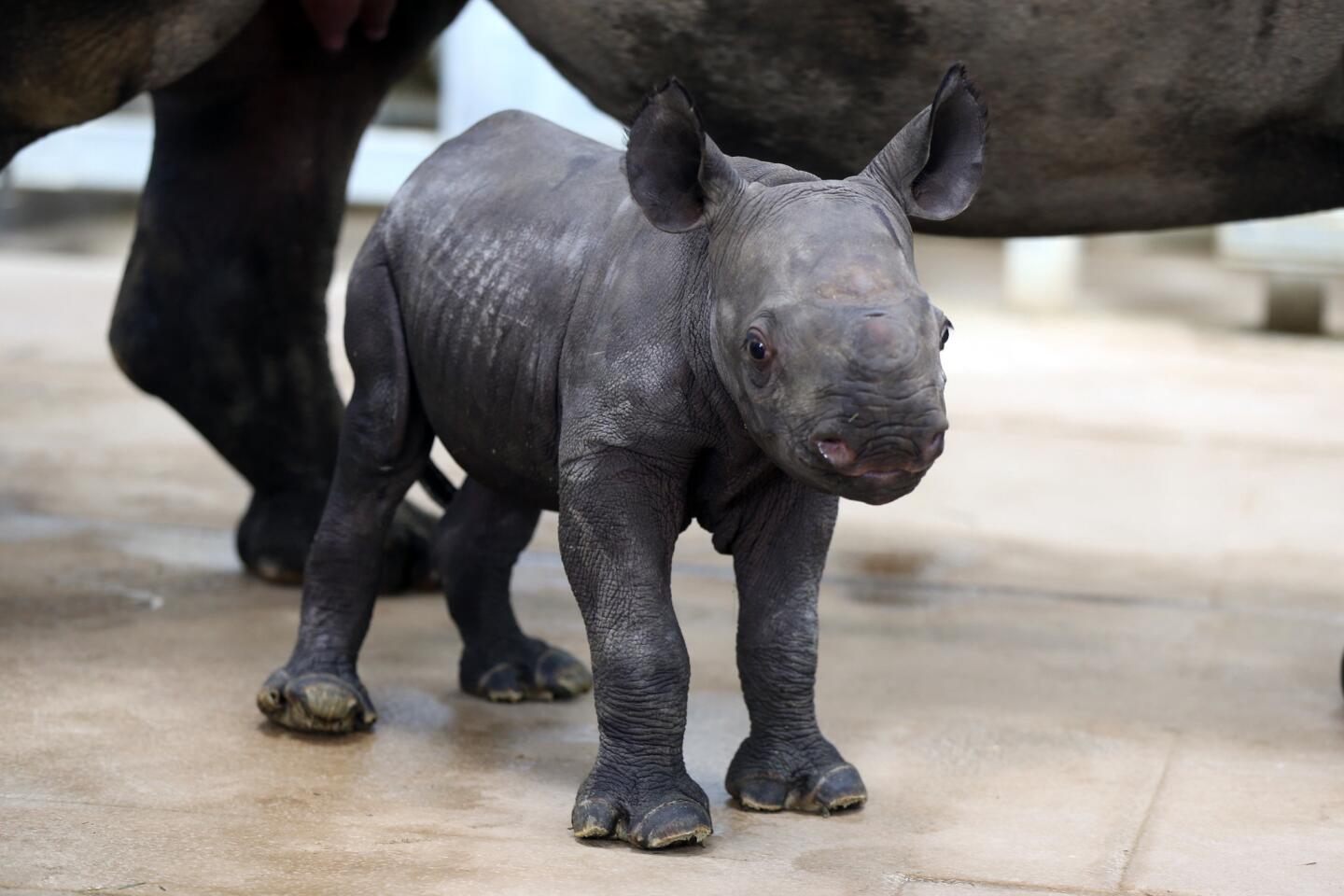 An unnamed, newborn eastern black rhino walks around with it's mother, Ayana, on Oct. 17, 2016, at the Blank Park Zoo in Des Moines, Iowa.