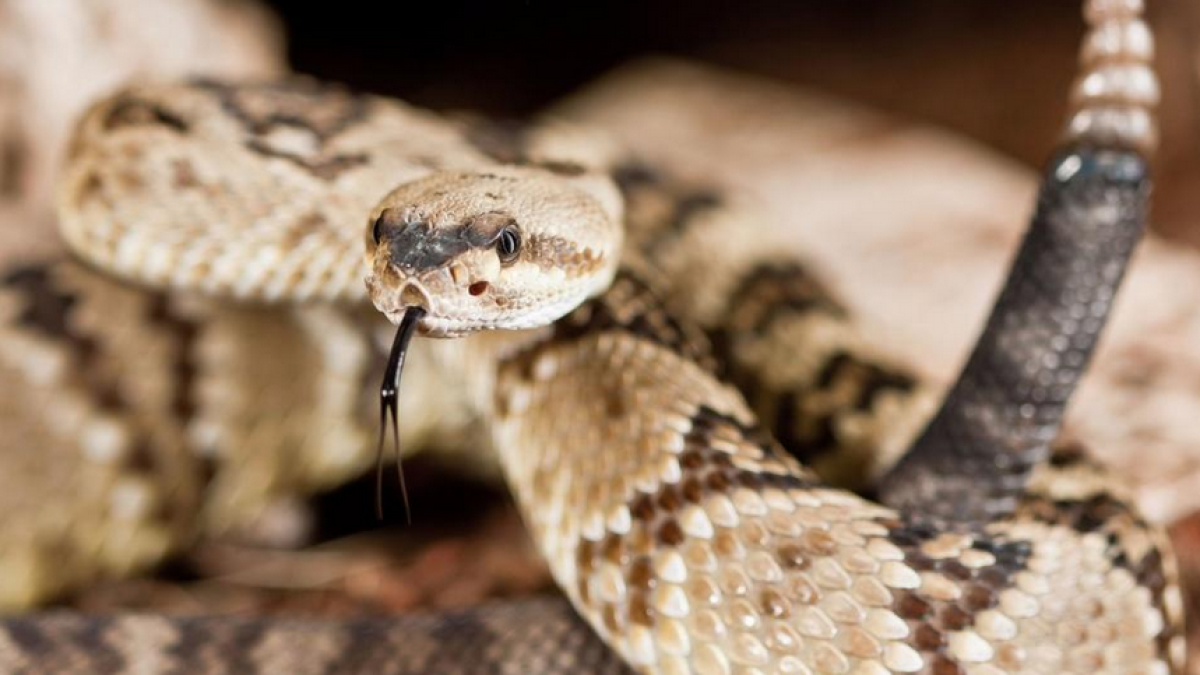 Rattlesnake Season Begins With A Vengeance In Southern California