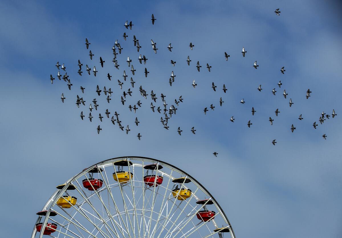Pigeons circle above a Ferris wheel
