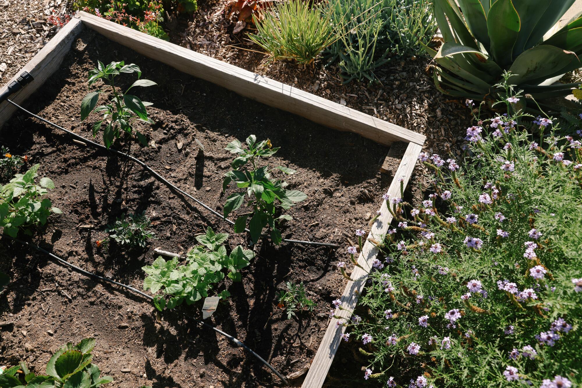 Herbs grow in a raised bed in Stephen Reid's front yard.