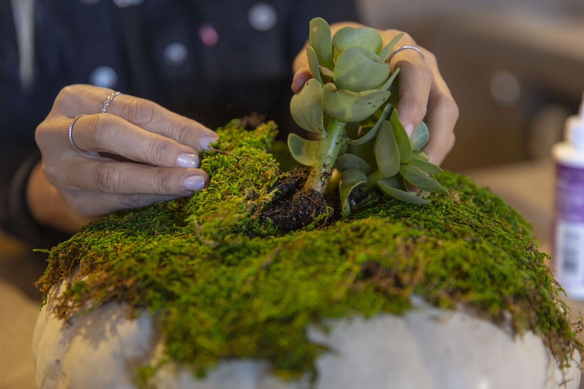 Cover succulent roots with additional moss before pinning them into place.