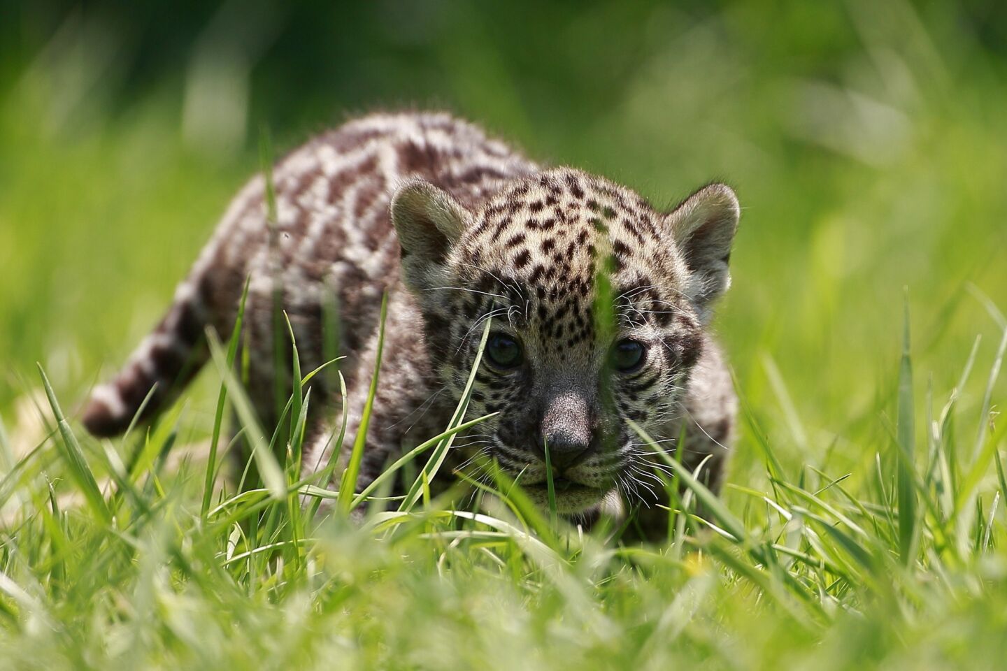 El número de ejemplares de jaguar ha disminuido de manera drástica con el riesgo de que desaparezca por completo de la Tierra, por ello está prohibida la caza, captura, transporte, posesión y comercio del jaguar, o de productos y subproductos de esta especie.