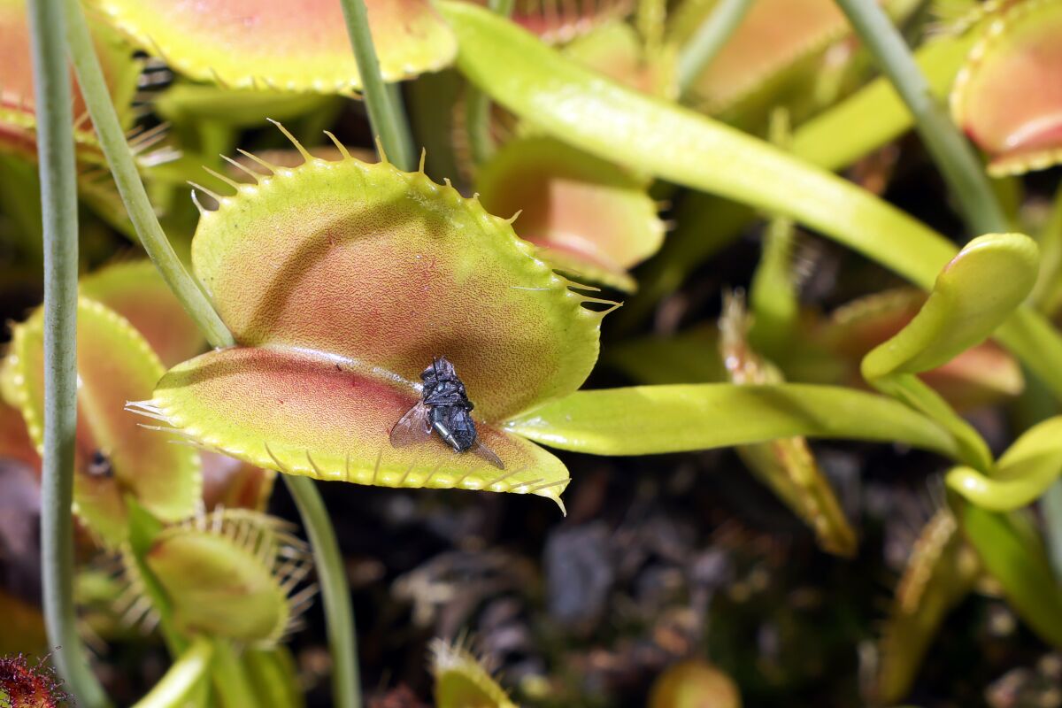 A fly inside the rosy interior of a Venus flytrap