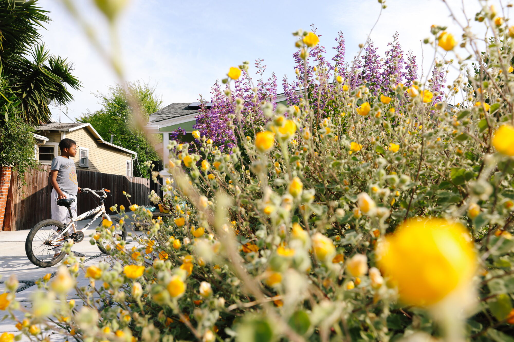 Palmer's Mallow grows in the foreground and Brian Bautista's neighbor Detonte Smith, 10, left, with bike.