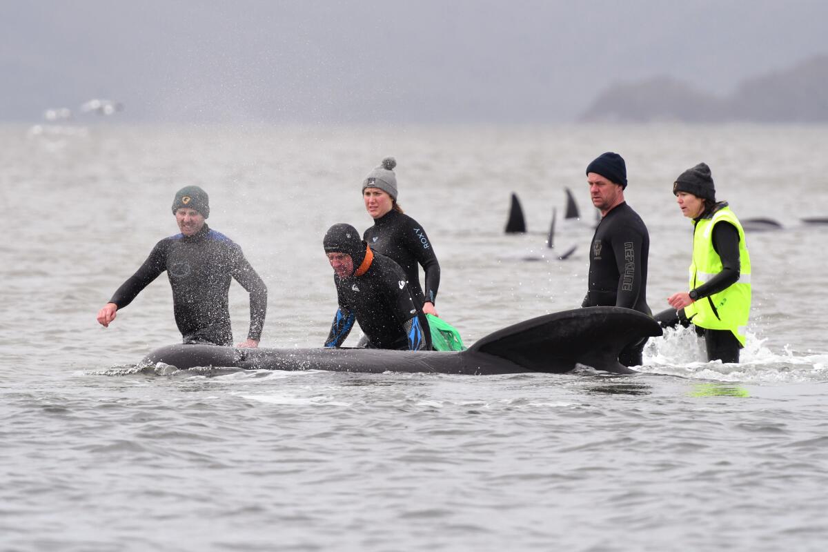 miembros de un equipo de rescate ayudan a una ballena varada cerca de Strahan