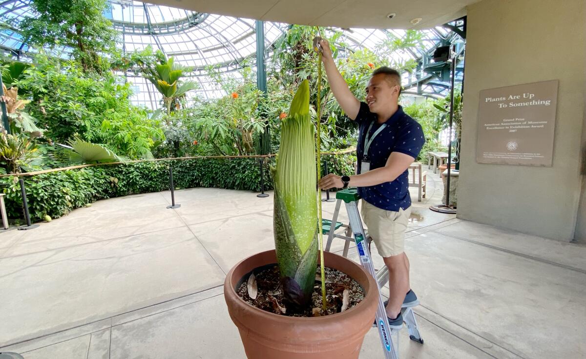 Brandon Tam measures "Stankosaurus Rex" at the Huntington on June 25, 2021.