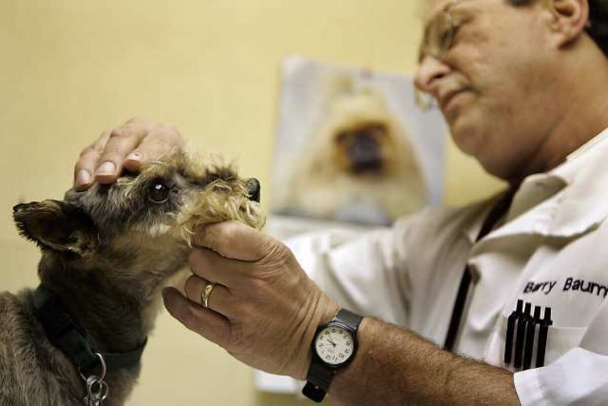 Dr. Barry Baum, a veterinarian at Center Sinai Animal Hospital in West L.A., checks a female Maltese poodle mix.