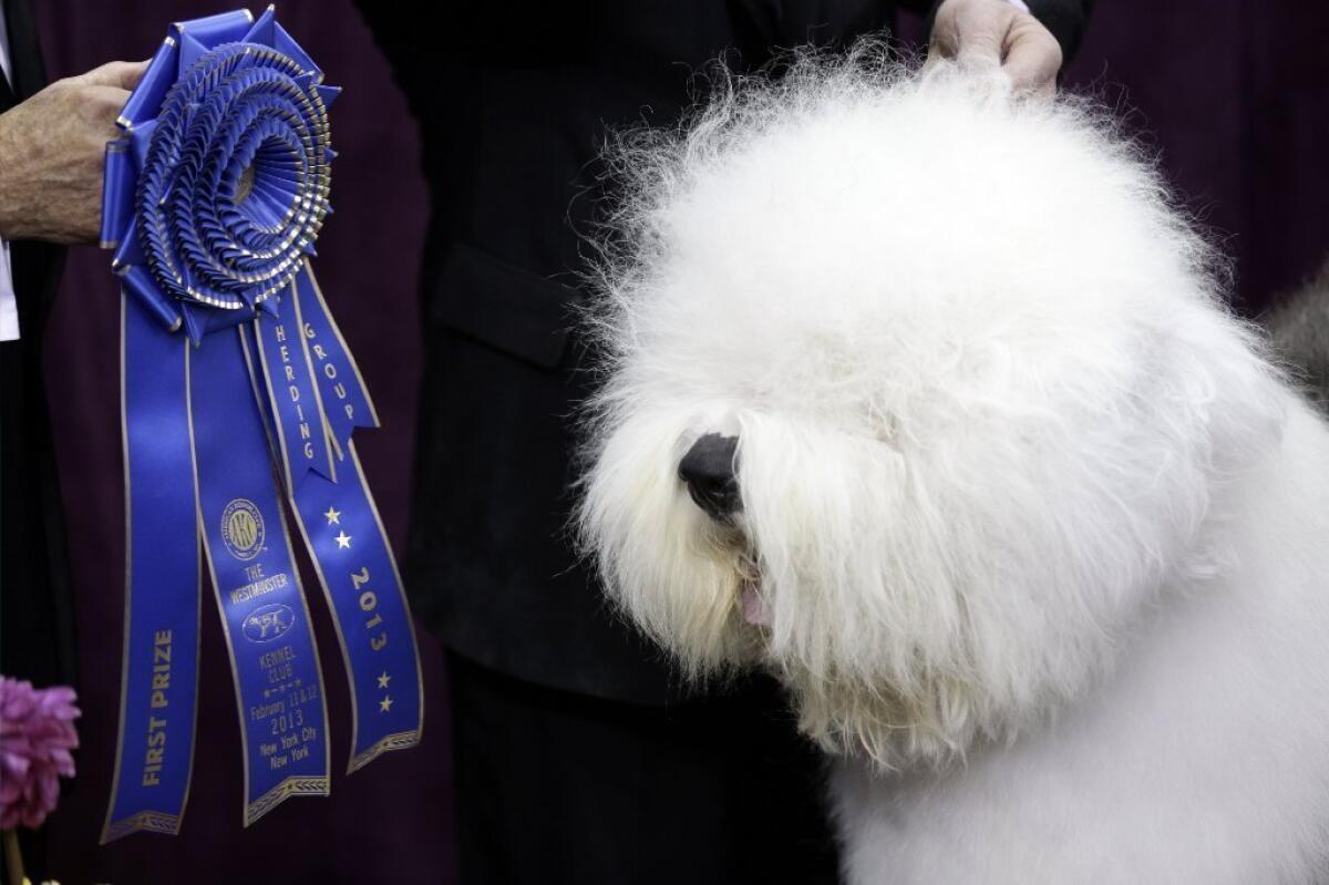 Swagger, an Old English sheepdog, won best in the herding group at the Westminster Kennel Club dog show.