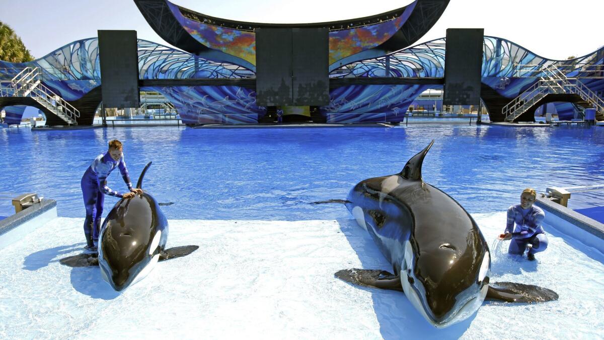 Kayla the orca, shown at right, prepares in 2014 for a SeaWorld Orlando show with trainers Michelle Shoemaker, right, and Ryan Faulkner and orca Melia. Kayla died Monday morning.