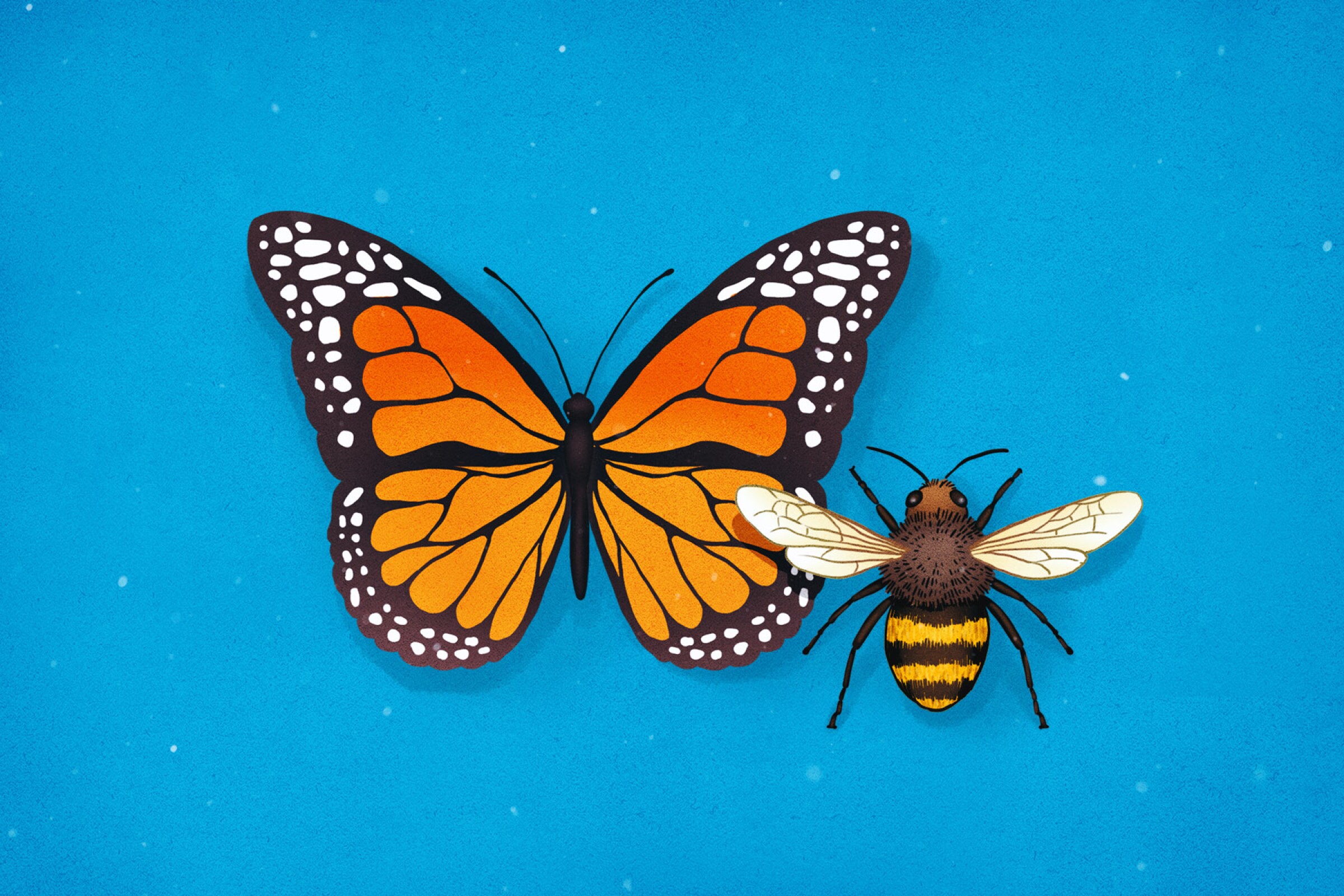 Bees and butterfly illustration