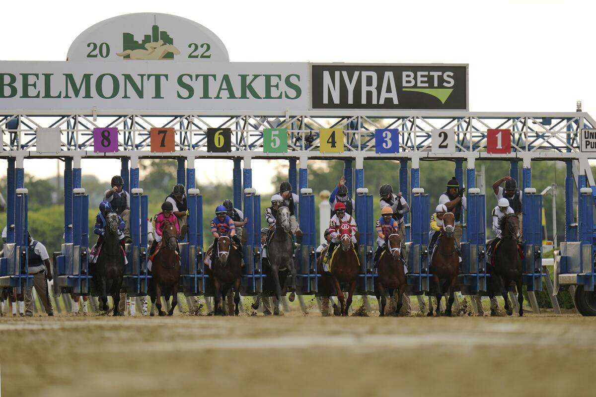 Horses break from the starting gate at the 2022 Belmont Stakes.