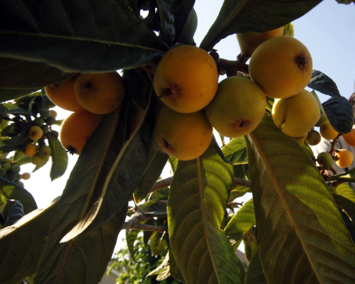 A closeup of loquats ripening on a branch.