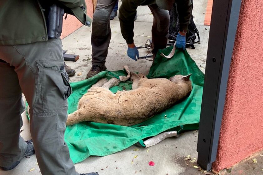 California Department of Fish and Wildlife captured mountain lion P-22 in the backyard of a Los Feliz in Los Angeles.