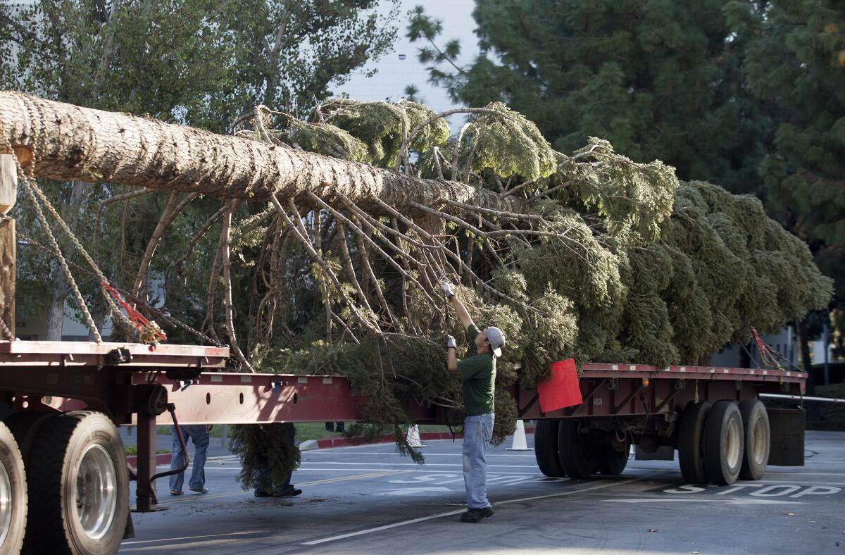 Crew members prepare to move South Coast Plaza's natural 96-foot white fir Christmas tree, weighing 20,000 pounds, it into position at Town Center Park on Tuesday morning in Costa Mesa.