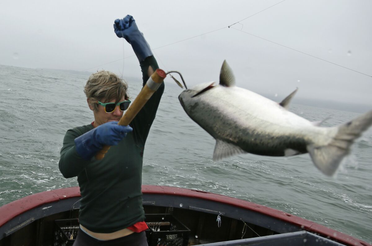 Sarah Bates hauls in a Chinook salmon on the fishing boat Bounty near Bolinas 