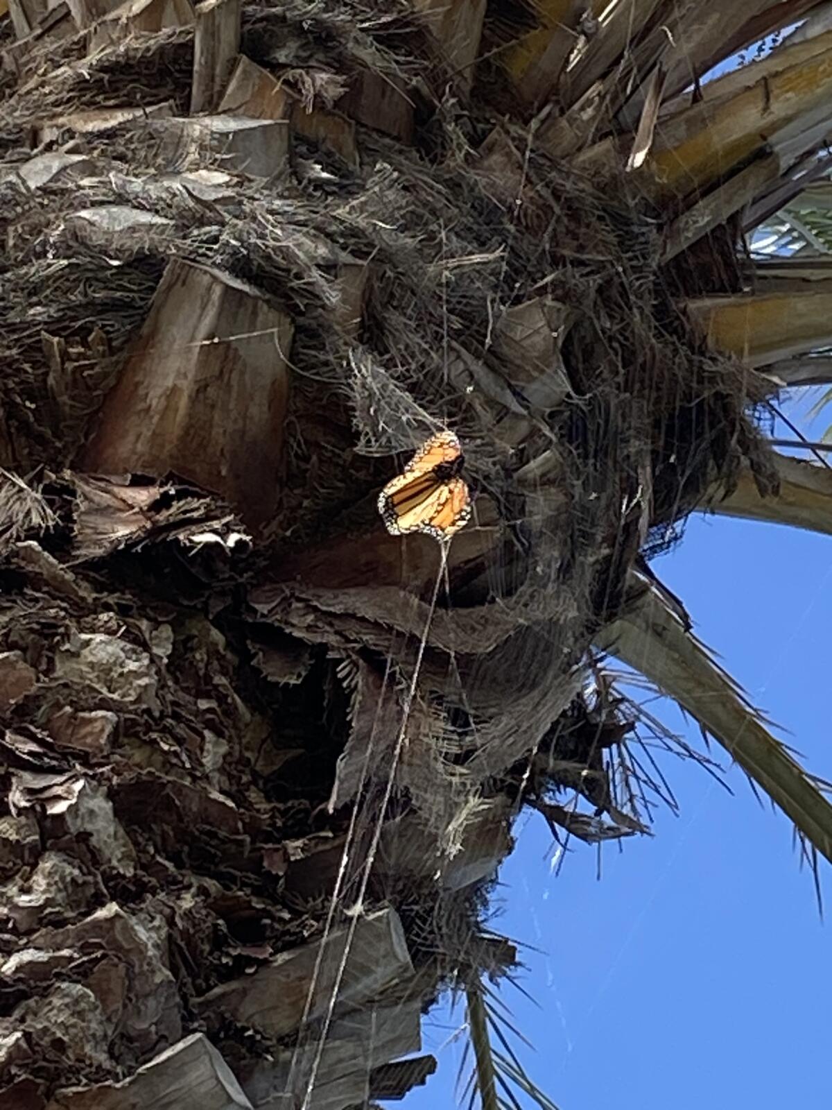 A monarch is caught in a spider web in a palm tree above Patrice Apodaca's neighbor's house.