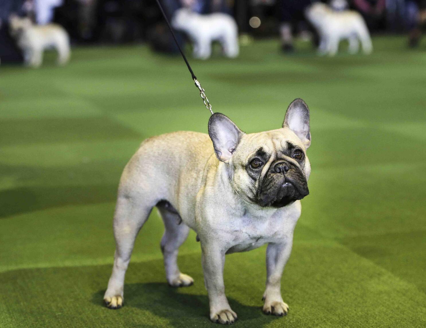 Bulldog francés, el perro más popular en EEUU