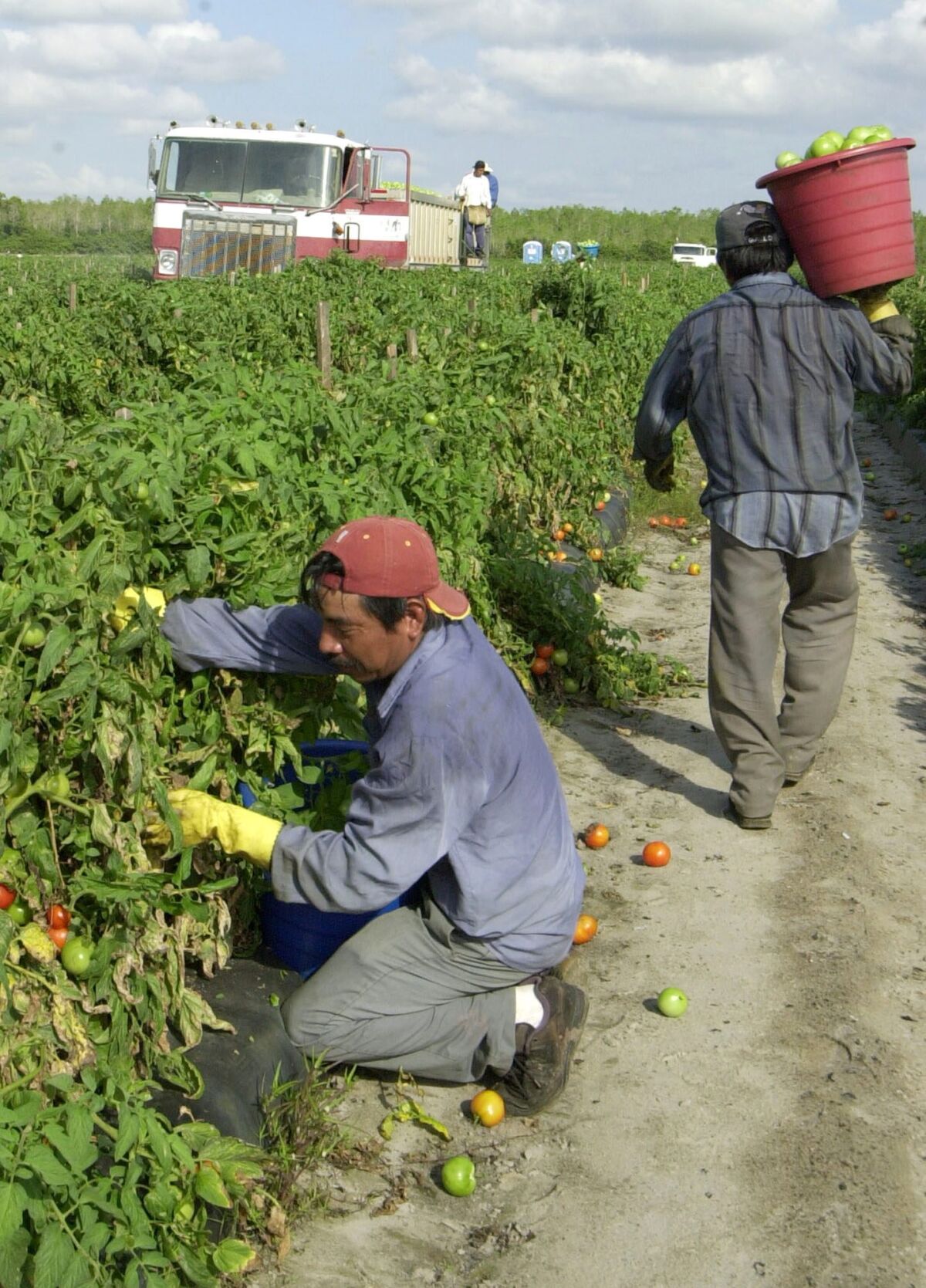 EE.UU. anuncia mejoras a su programa de trabajadores agrícolas extranjeros