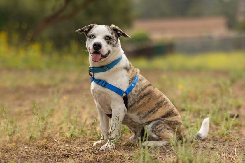 Pet of the week is an Australian cattle dog/blue heeler who is ready to go for a walk