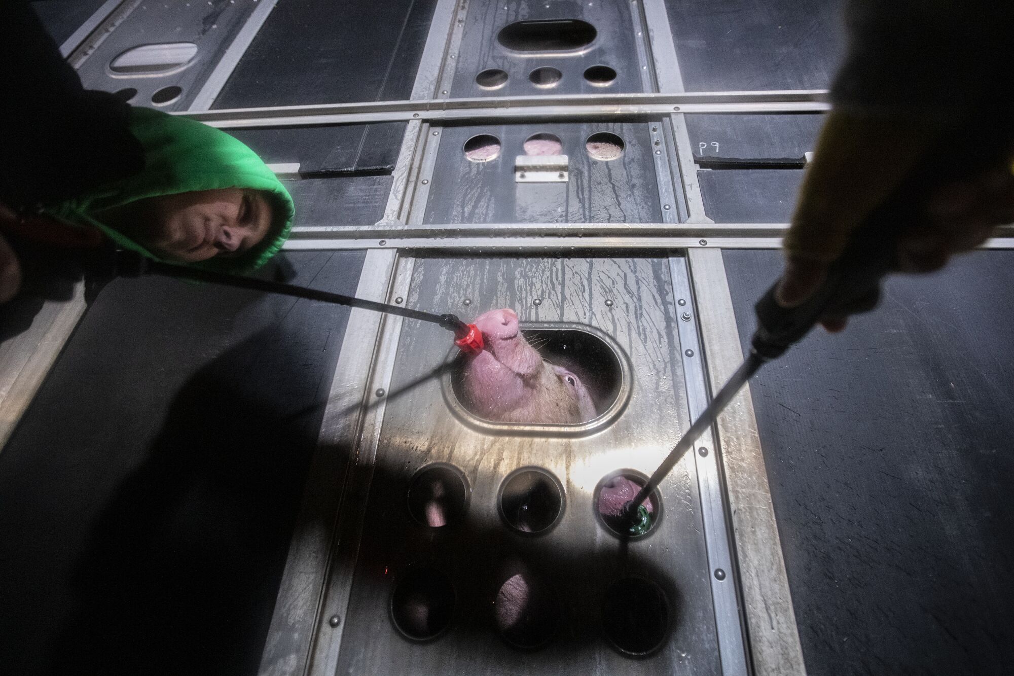   Des cochons assoiffés lapent l'eau offerte par les gens  