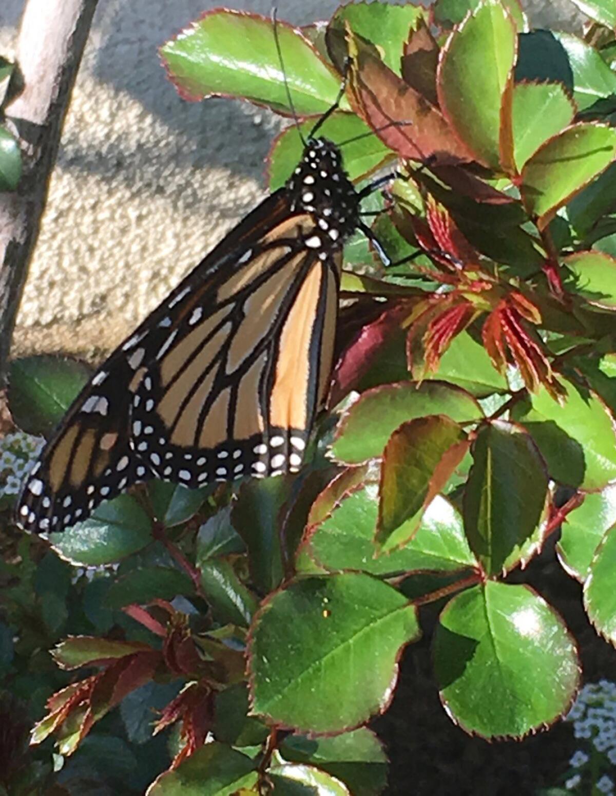 The monarch butterfly, an important pollinator, is one of the garden's welcome guests.