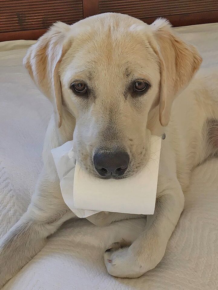 Photo of the Week Dog Toilet Paper March 2020-jpg.jpg