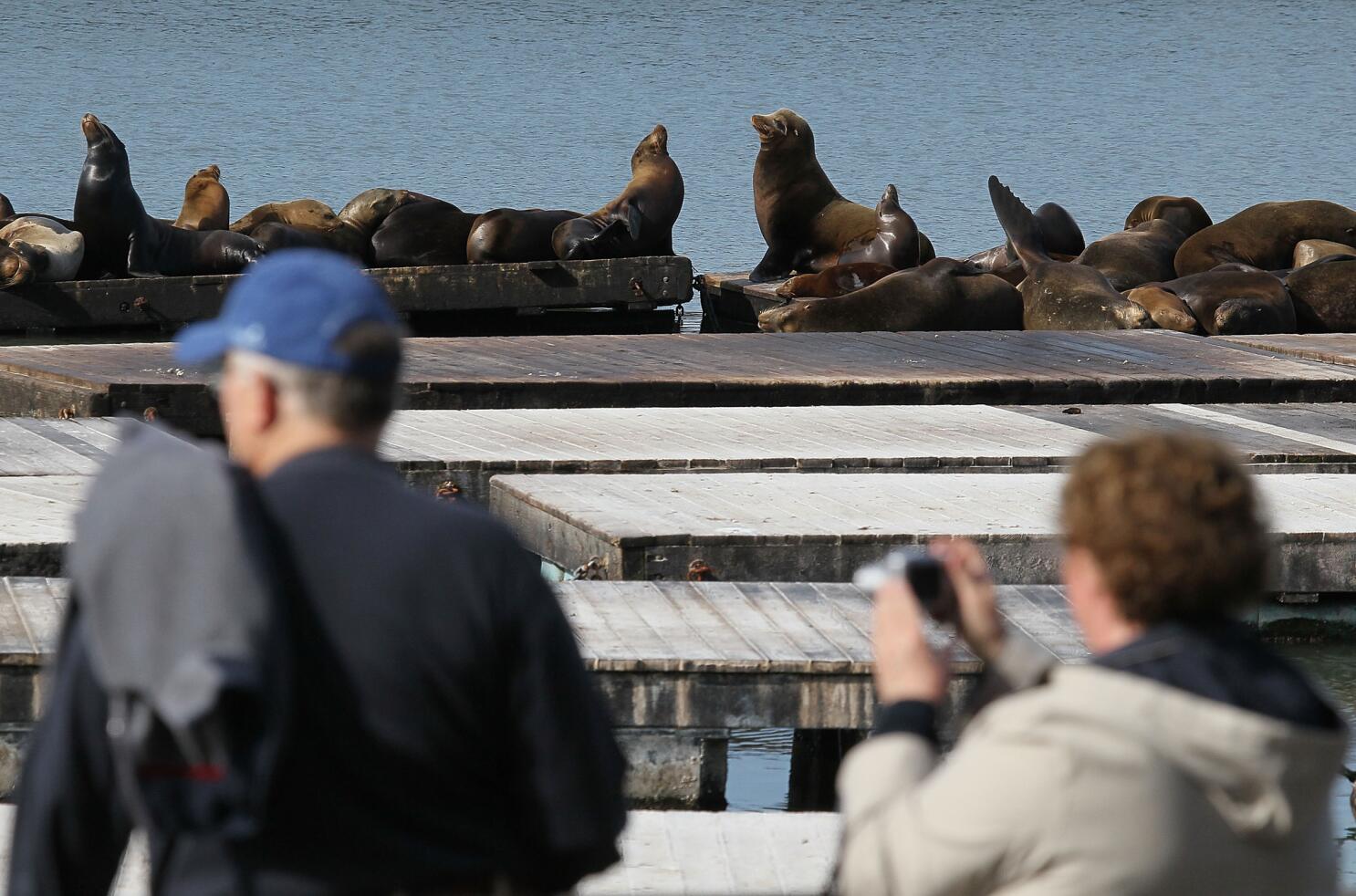 San Francisco County Piers: A Guide - Los Angeles Times