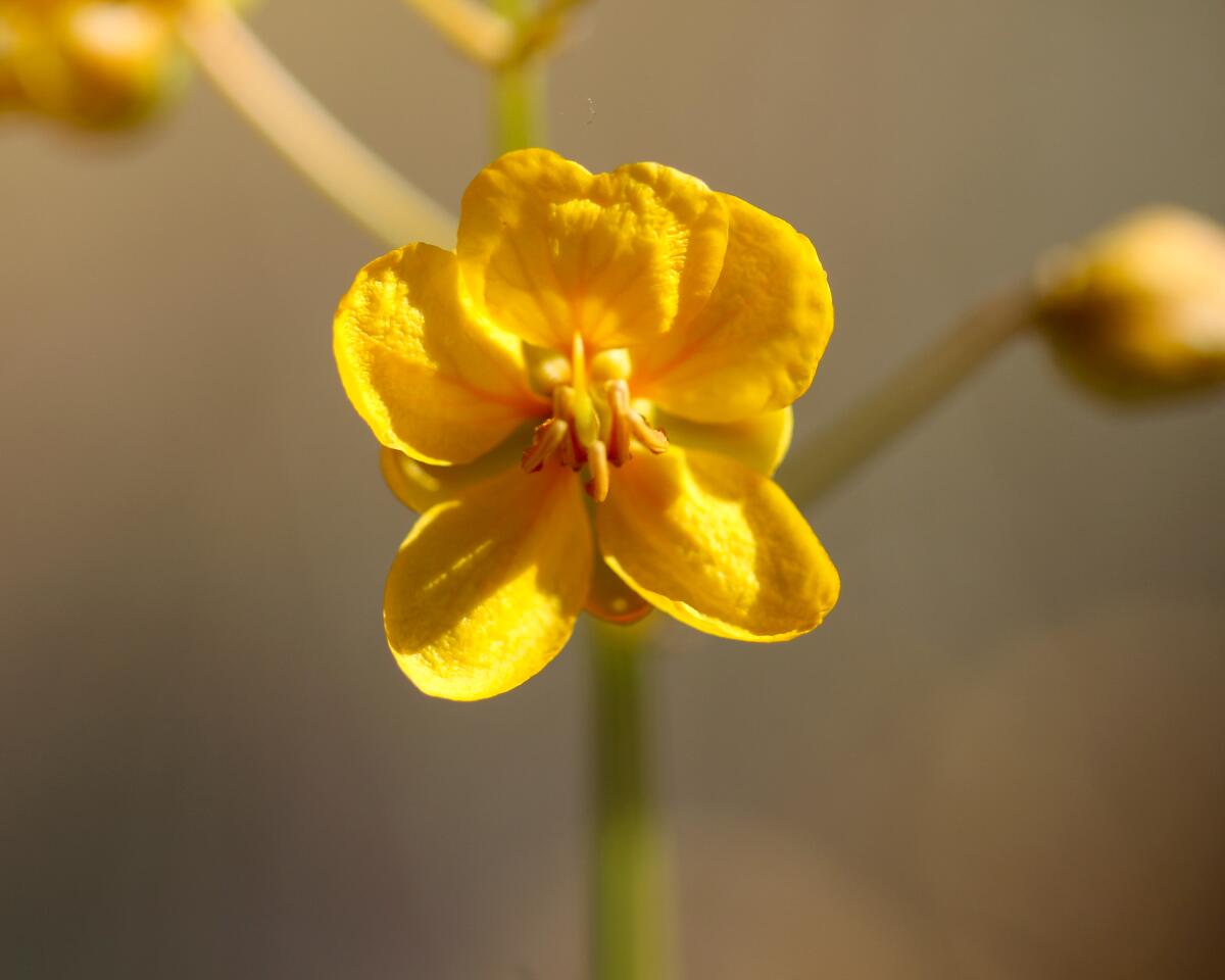 A small deep yellow flower from the Spiny Senna (Senna armata) shrub