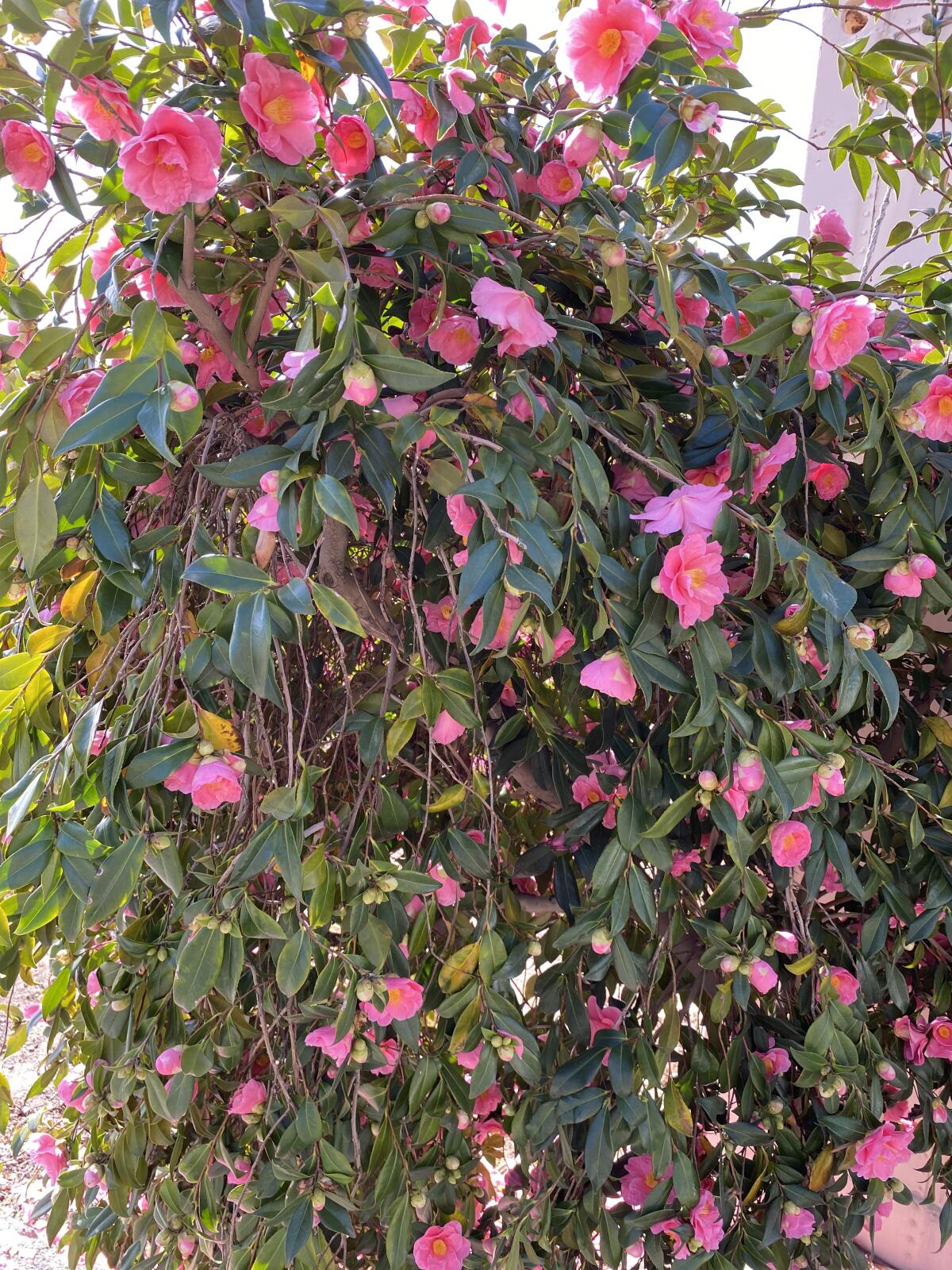 A tall, blooming camellia bush.