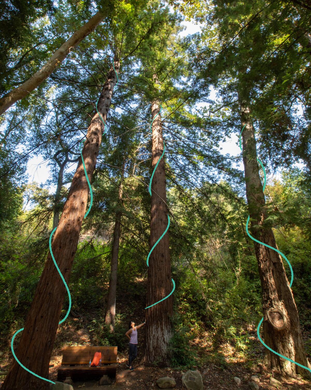 Photo of a visitor and redwood trees in the Santa Barbara Botanic Garden.