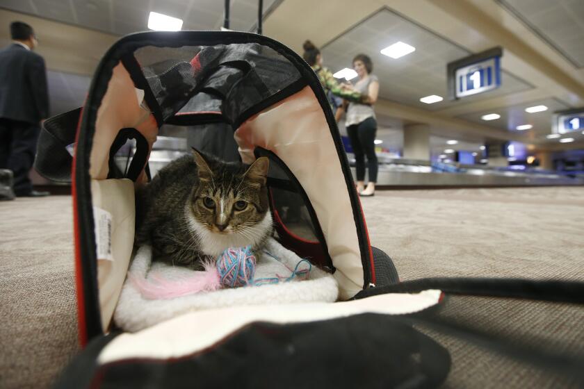 FILE - In this Sept. 20, 2017, file photo Oscar the cat sits in his carry on travel bag after arriving at Phoenix Sky Harbor International Airport in Phoenix. Airlines might soon be able to turn away cats, rabbits and all animals other than dogs that passengers try to bring with them in the cabin. The U.S. Transportation Department on Wednesday, Jan. 22, 2020, announced plans to tighten rules around service animals. The biggest change would be that only dogs could qualify. (AP Photo/Ross D. Franklin, File)
