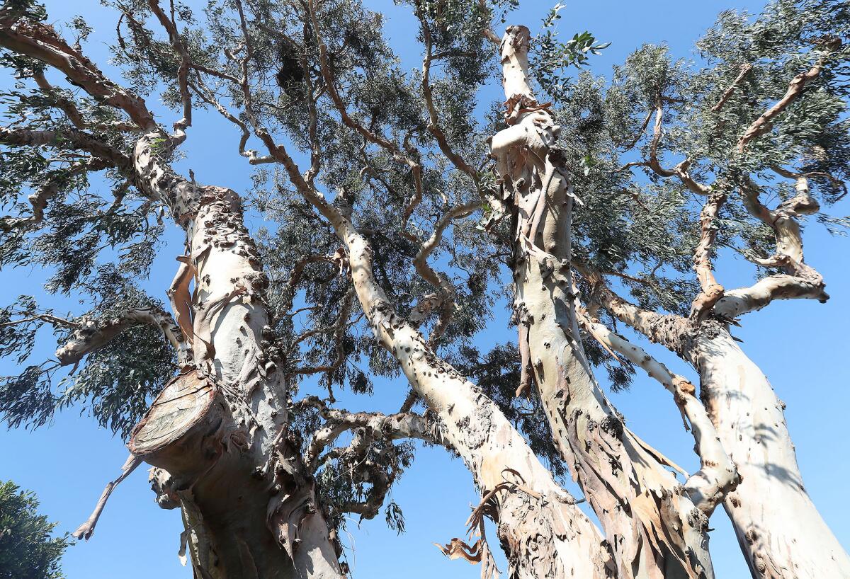 A potential construction project involving the Balboa Branch Library, may threaten the future an old eucalpytus tree.