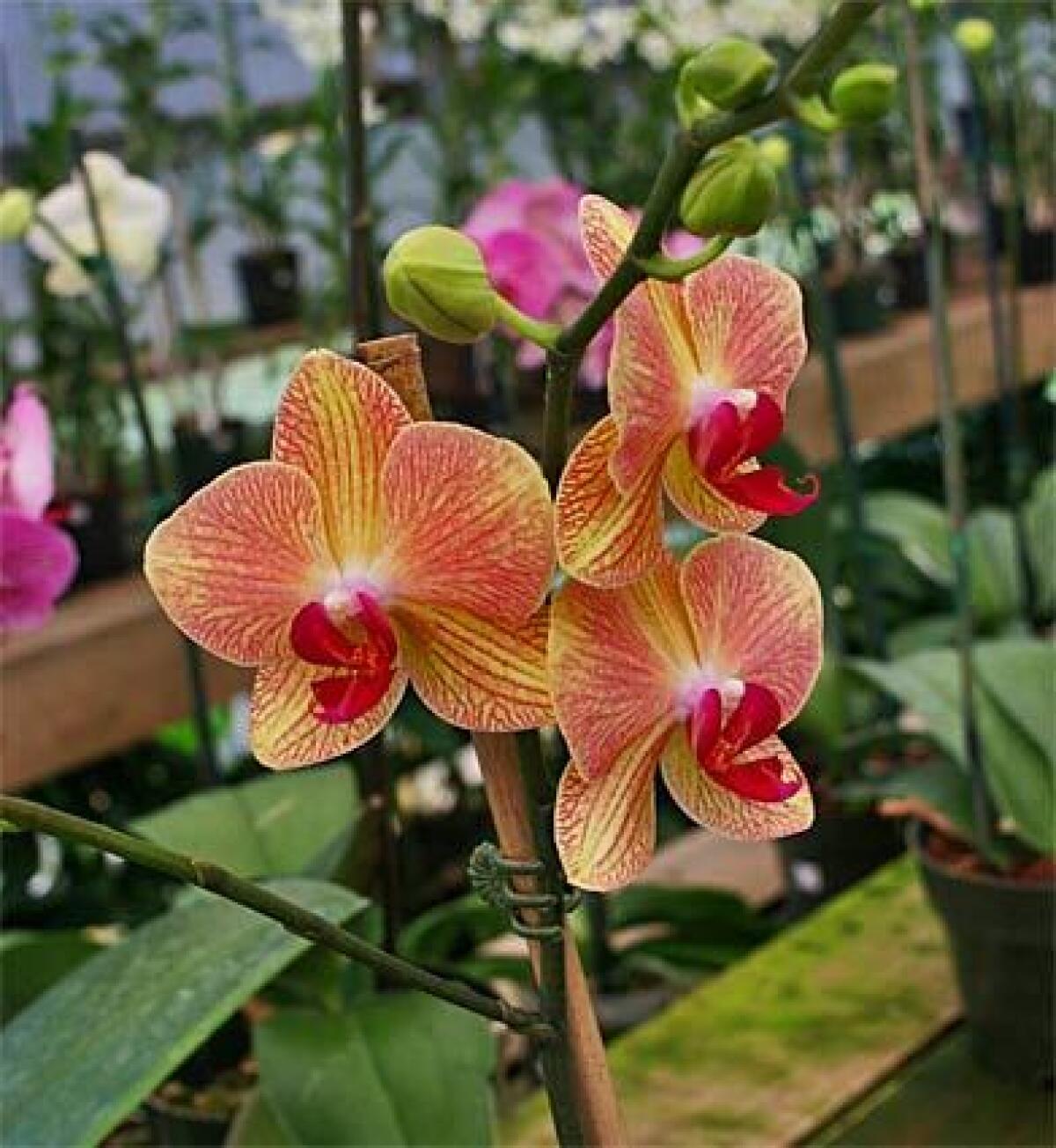 Close-up image of an orchid in full bloom. 