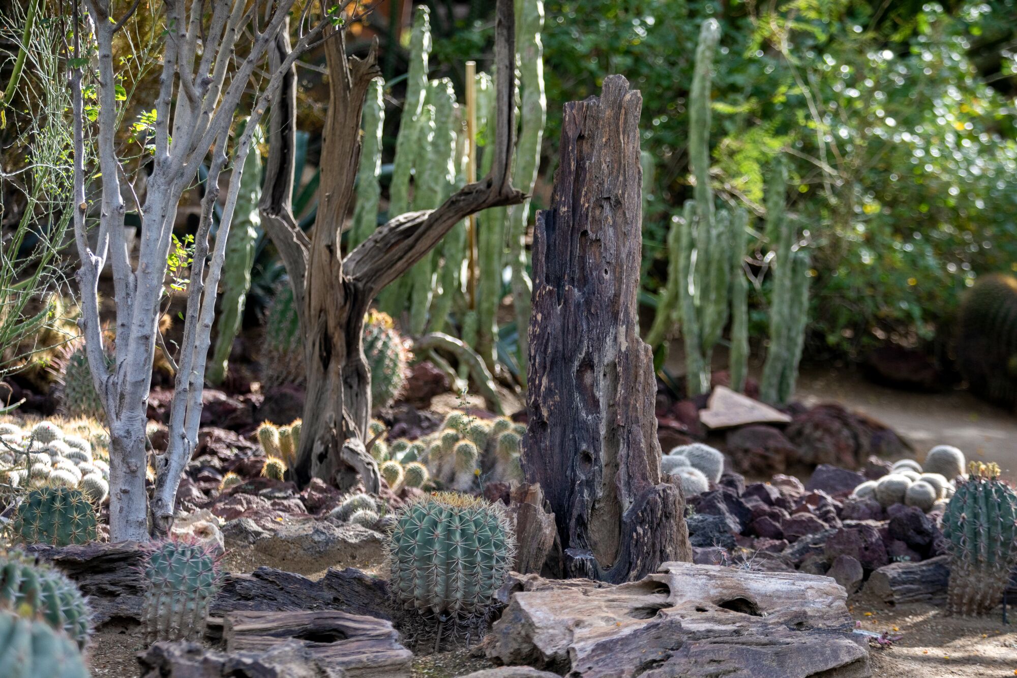 A shady spot at Moorten Botanical Garden rife with succulents of all kinds.