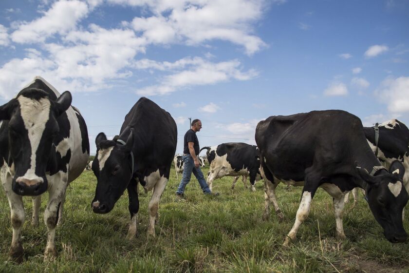 Second-generation dairy farmer David Janssens walks through a pasture as his dairy cows graze at Nicomekl Farms, in Surrey, British Columbia, Thursday Aug. 30, 2018. It started with President Donald Trump's attacks on Canadian dairy farmers. Then Washington slapped tariffs on Canadian steel, citing national security. There was that disastrous G-7 summit in Quebec. Now it's a new North American free trade agreement that excludes America's northern neighbor. (Darryl Dyck/The Canadian Press via AP)