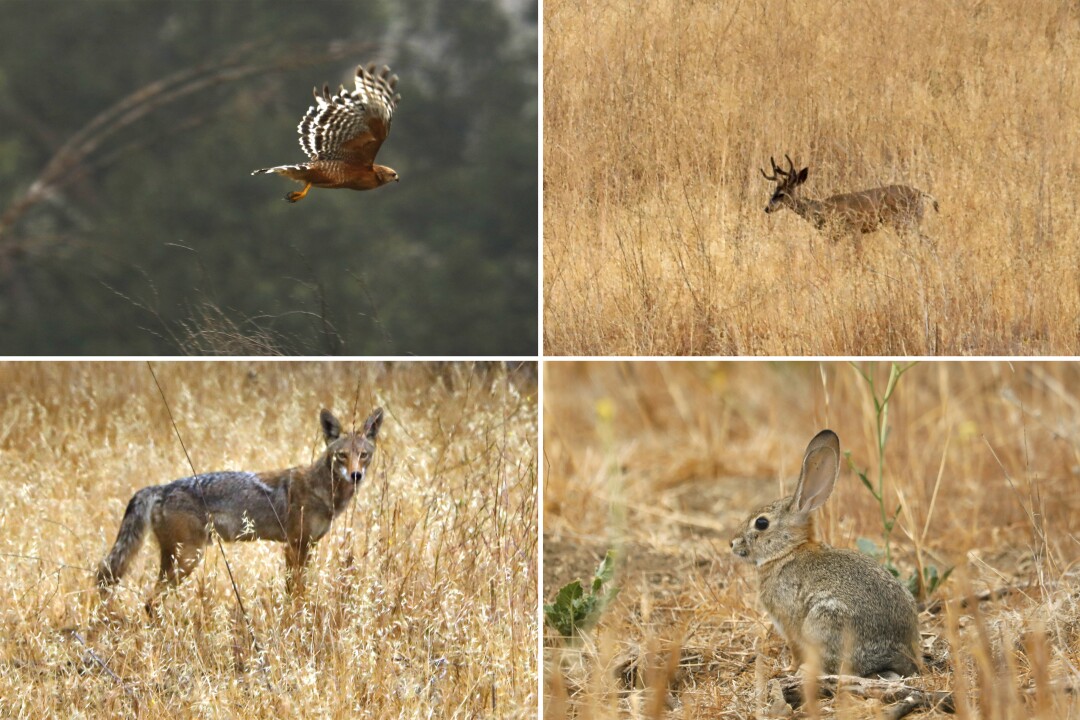 Wildlife is abundant in Liberty Canyon, including hawks, deer, coyotes, and rabbits.