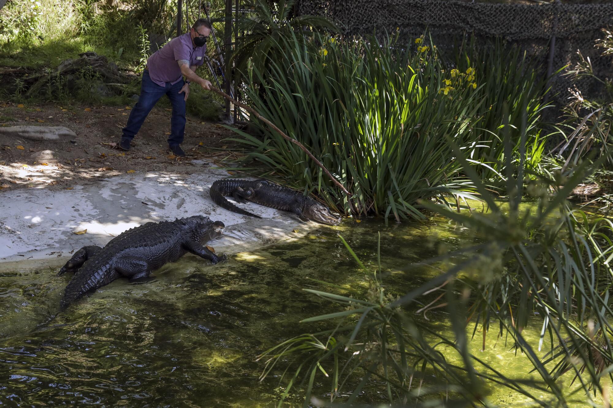 A zoo worker with a long pole alongside two alligators 