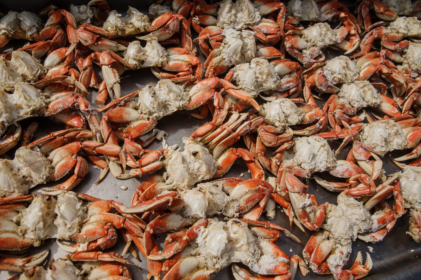 Clamming and crabbing in Oregon