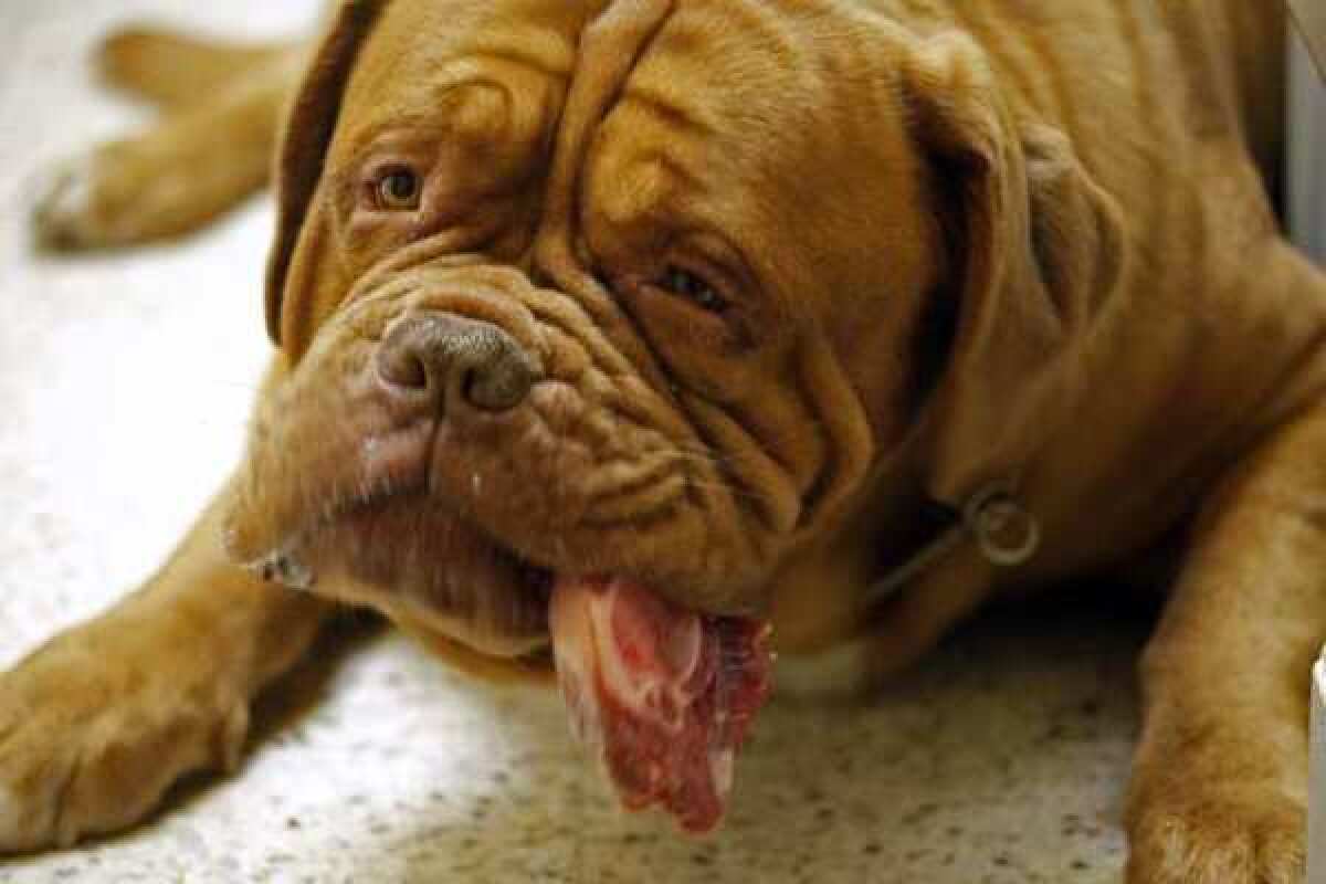 A Dogue de Bordeaux chomps on a lamb chop before competing in the Westminster Dog Show. Studying different breeds of dogs could shed light on many human disorders, scientists believe.